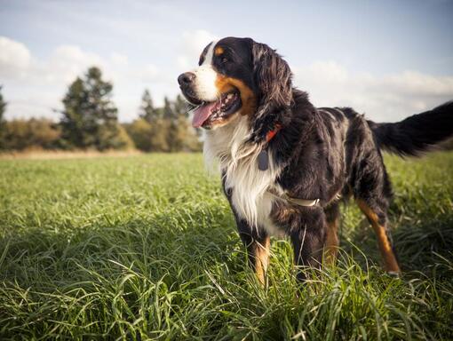 Cão grande no gramado olhando para o lado