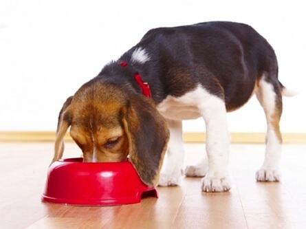 Cão comendo em uma grande tigela vermelha