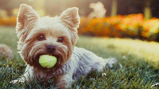 Cão sentado na grama segurando bola de tênis