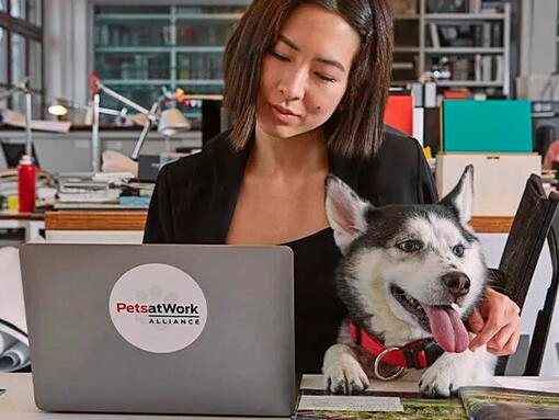 Pets At Work
