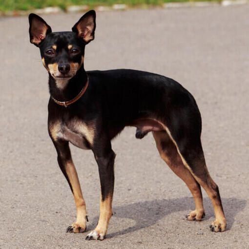 Terrier Miniatura Inglês (Preto & Castanho) em pé na estrada