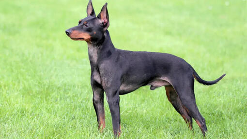 Terrier Miniatura Inglês (Preto & Castanho) em pé na relva