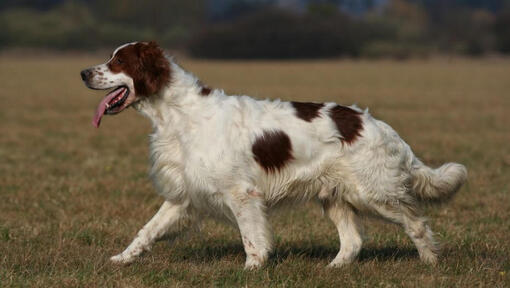 O Setter Vermelho e Branco Irlandês está correndo e brincando no jardim