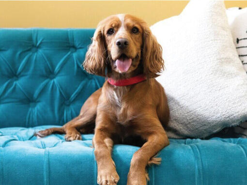 Brindes especiais para si e para o seu pet