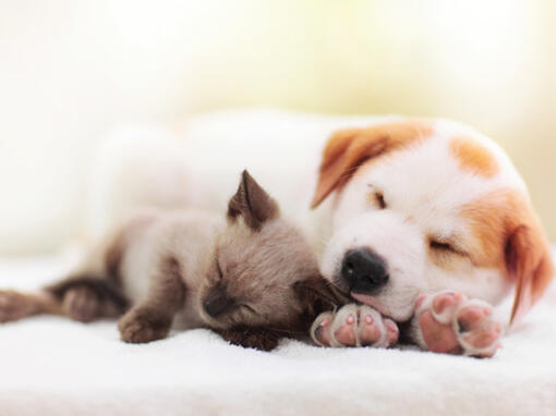 Cuidados especiais para cachorros e gatinhos