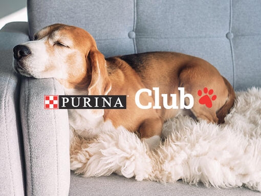 Logo Clube Purina com cão e gato