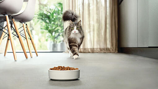 gato se aproximando da tigela de comida na cozinha moderna