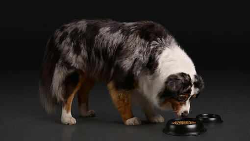 Pro Plan dog food ingredients