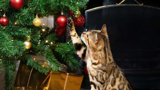 Gato apalpando uma bugiganga de Natal