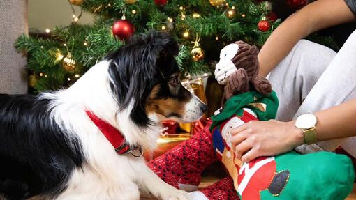 Collie vendo um brinquedo fofinho com uma meia de Natal