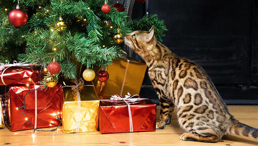 gato a cheirar árvore de natal