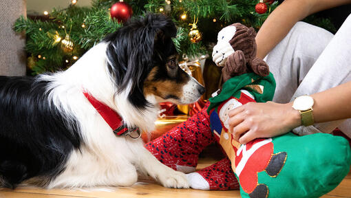 cão a receber prendas de natal