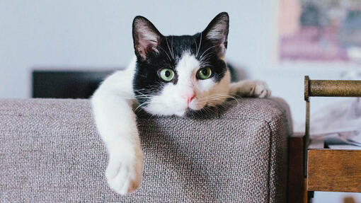 Gato preto e branco no sofá