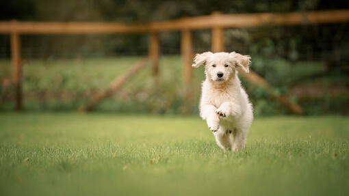 Cão branco a correr num jardim