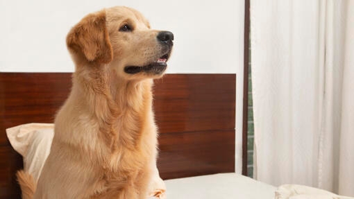 Cão sentado na cama