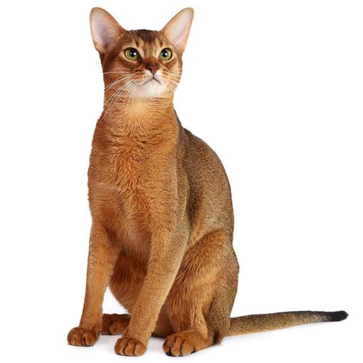 Raça de gato abissínio
