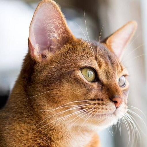Raça de gato abissínio