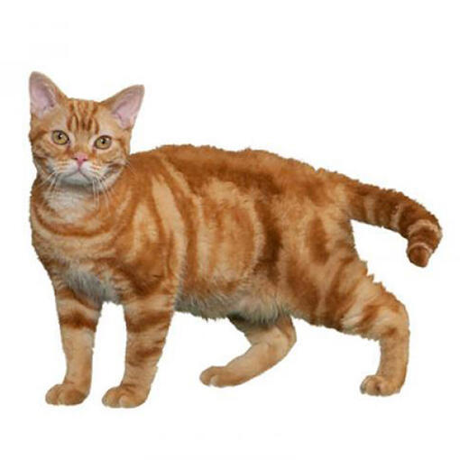 Raça de gato American Wirehair