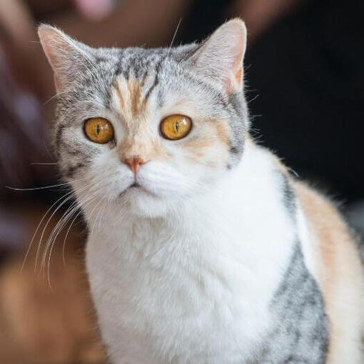 American Wirehair está olhando para alguém