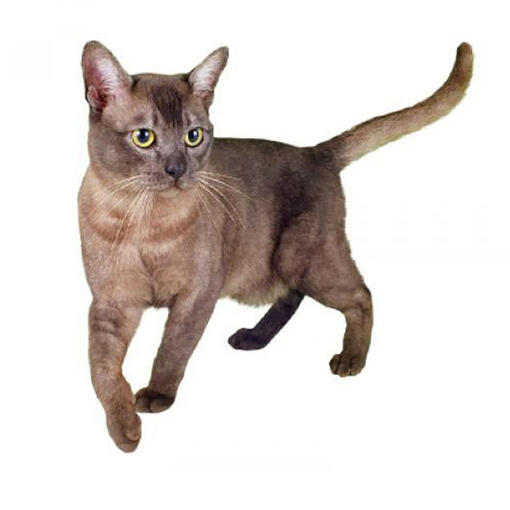 Raça de gato asiático