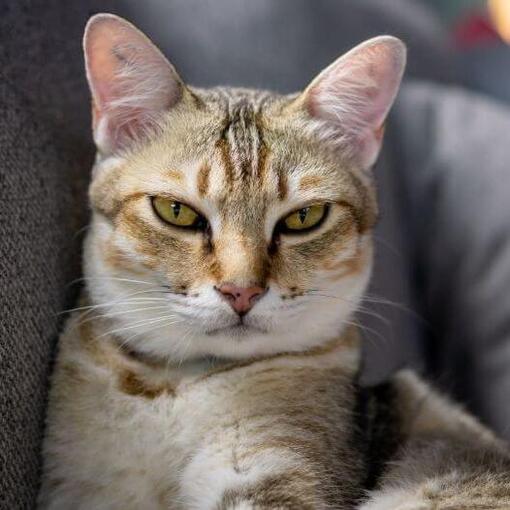 Raça de gato asiático
