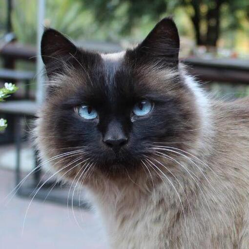 Raça de gato balinês