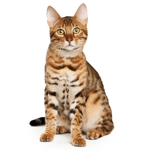 Raça de gato de Bengal