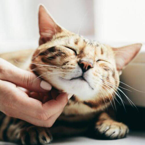 Raça de gato de Bengal