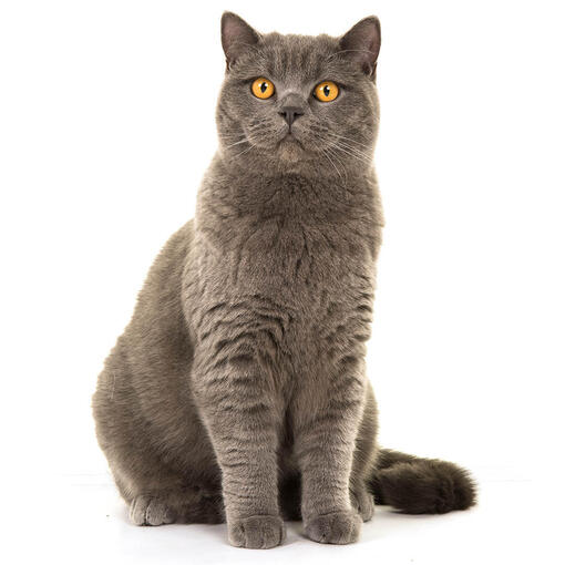 Raça de gato de pêlo curto britânico