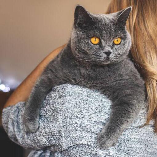 Mulher está segurando seu animal de estimação - gato British Shorthair