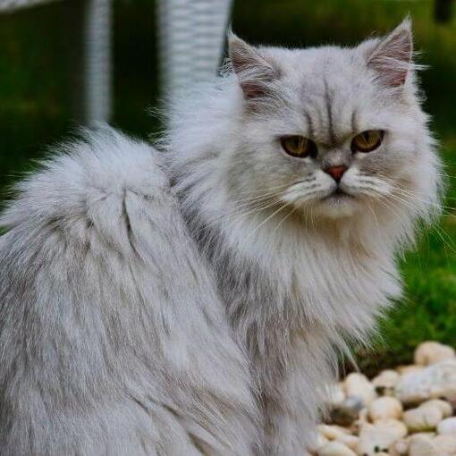 Raça de gato chinchila