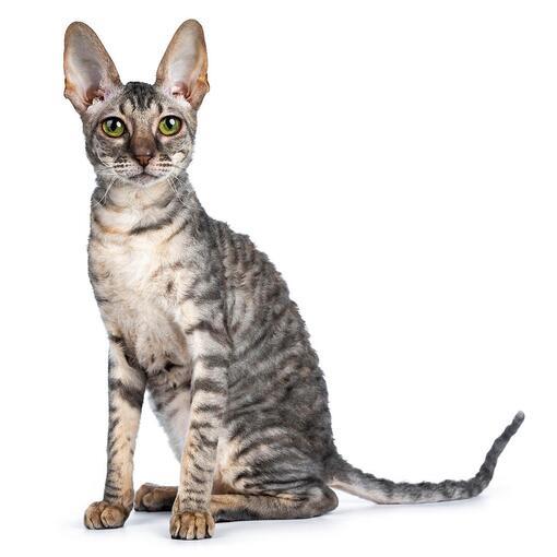 Raça de gato Rex da Cornualha