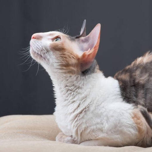 Raça de gato Rex da Cornualha