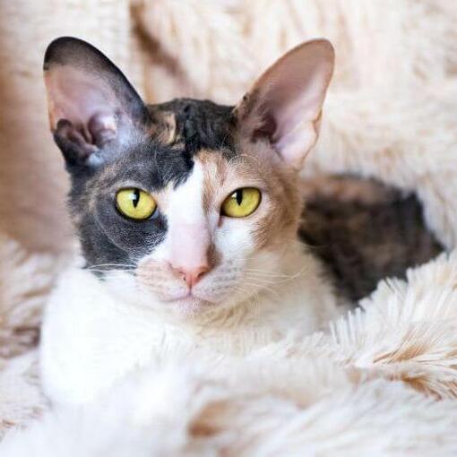 Raça de gato Rex da Cornualha