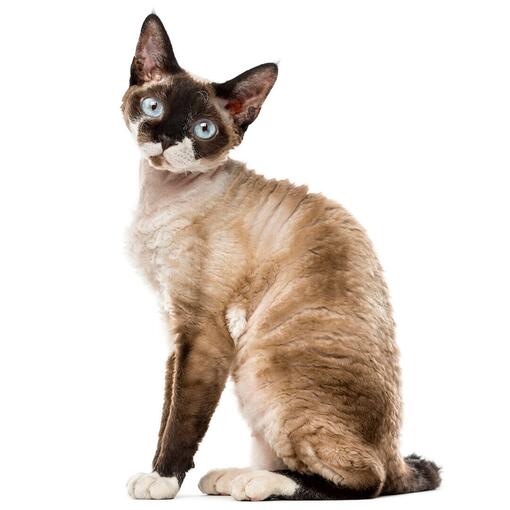 Raça de gato Devon Rex