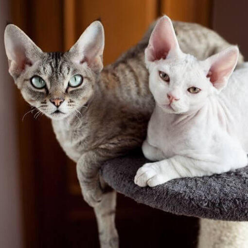 Dois gatos Devon Rex estão tirando uma soneca juntos