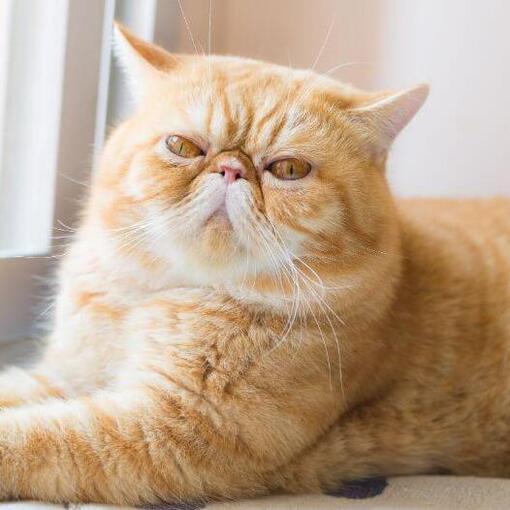 Raça de gato exótico de pêlo curto