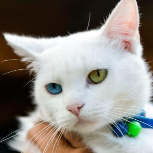 O cabelo curto Bobtail japonês está olhando para alguém