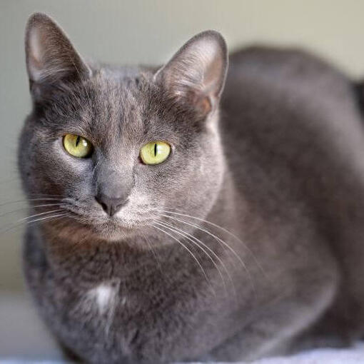 O gato Korat está sentado no tapete