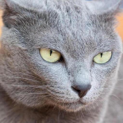 Raça de gato Korat
