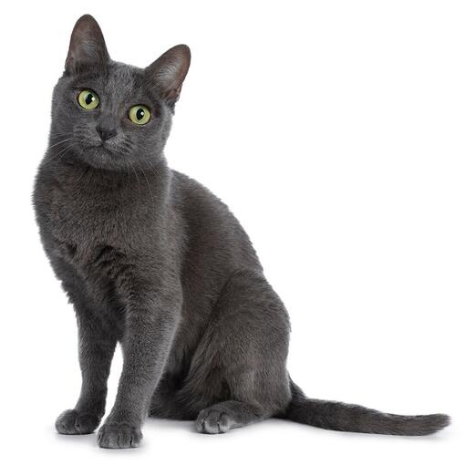 Raça de gato Korat