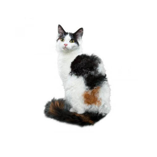 Raça de gato LaPerm
