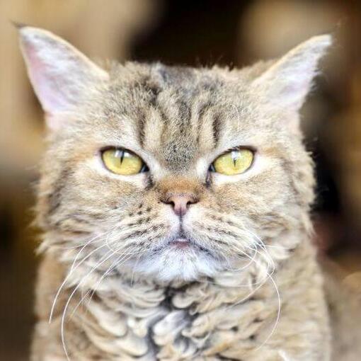 Raça de gato LaPerm