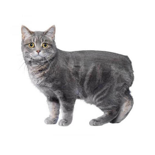 Raça de gato Manx