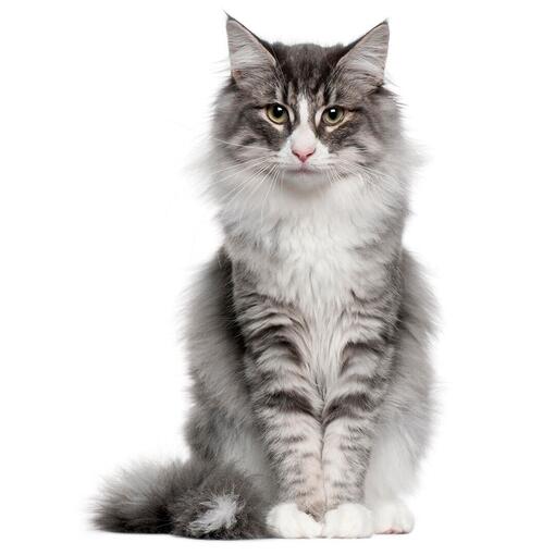 Raça Norueguesa de Gato da Floresta