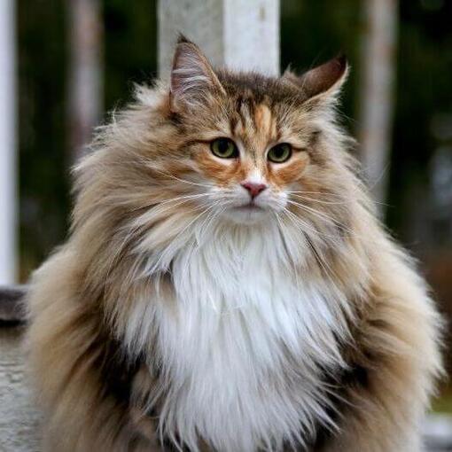 O gato norueguês da floresta está parado no quintal