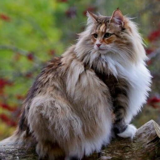 O gato norueguês da floresta está subindo em uma árvore