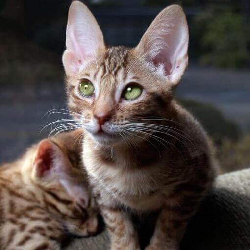Dois gatinhos Ocicat estão se preparando para dormir