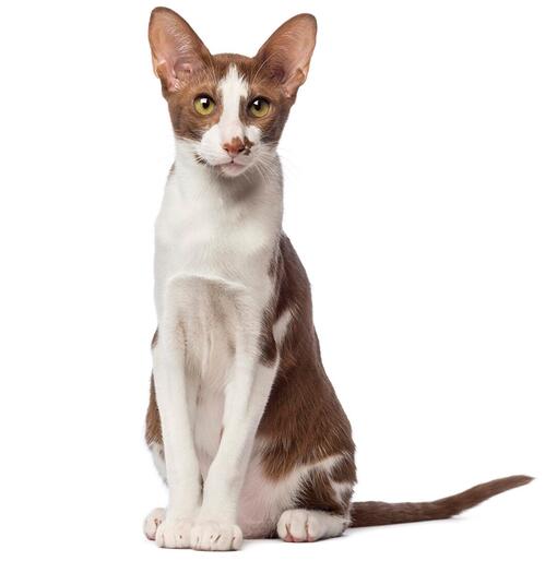 Raça de Gato Oriental de Pelo Curto