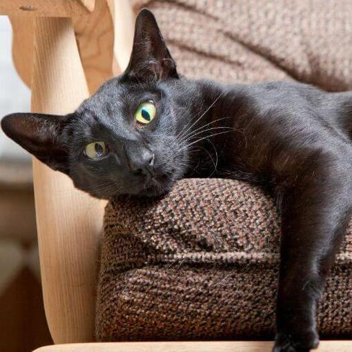 O gato oriental de pelo curto está deitado no sofá